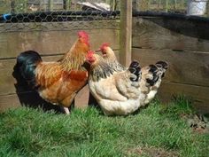 two chickens standing next to each other on top of a grass covered field in front of a fence