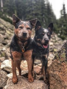 two dogs standing on top of a large rock