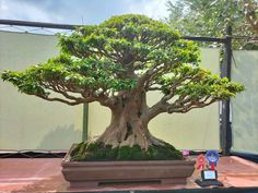 a bonsai tree in a pot on display at a garden show, with an award ribbon around it