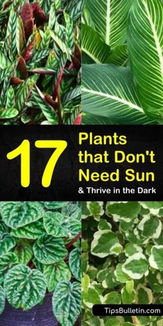 plants that don't need sun and thriving in the dark