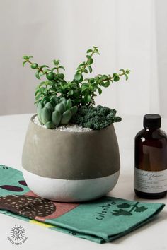 a potted plant sitting on top of a table next to a bottle