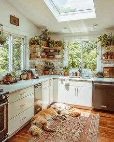 a dog laying on the floor in a kitchen