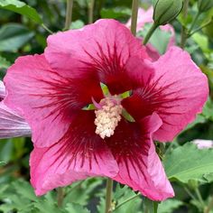 Hibiscus Red Pillar™ Rose of Sharon Dark Pink Flowers, Container Roses, Rooting Roses, Hibiscus Red, Sun Flowers, Foundation Planting, Border Plants, Easy Care Plants, Rose Of Sharon