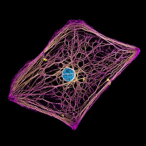 Human cardiomyocytes (heart cells) derived from induced pluripotent stem cells | 2022 Photomicrography Competition | Nikon’s Small World Human Tongue, Nikon Small World, University Of Calgary, Peripheral Nerve, Microscopic Images, Slime Mould, University Of Massachusetts, Cell Biology, White Blood Cells