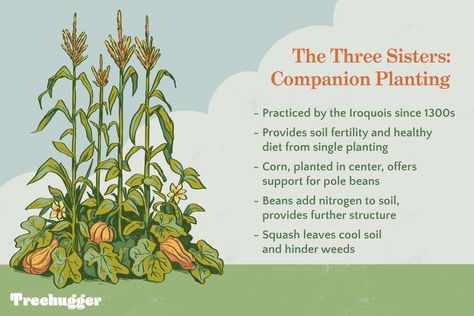 Three Sisters Garden, Planting Corn, Plant Corner, The Three Sisters, Plant People, Corn Seed, Healing Garden, Corn Plant, Old Farmers Almanac