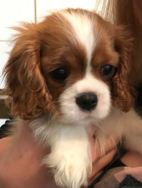 Cavalier King Spaniel, Cavalier King Charles Dog, Cavalier Puppy, King Charles Dog, King Charles Cavalier Spaniel Puppy, Dream Dog, Cute Animals Puppies, Puppies And Kitties, Spaniel Puppies