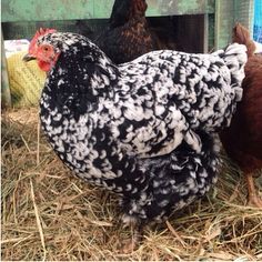 mottled java chicken breed - Google Search Java Chicken, Chicken Egg Colors, Australorp Chicken, Sussex Chicken, Laying Chickens Breeds, Best Egg Laying Chickens, Chicken Coloring, Egg Laying Chickens, Beautiful Chickens