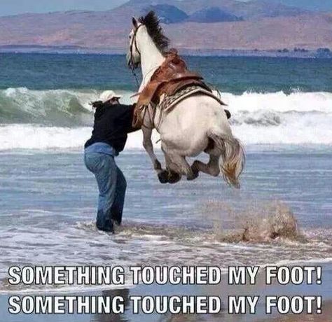 Humor Animal, Horse Jokes, Funny Horses, Animals Photos, Funny Animal Quotes, Horse Quotes, Funny Horse, Funny Animal Jokes, Memes Humor