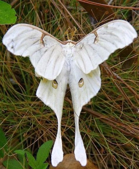 A spectacular white moth Rare Albino Animals, Colorful Moths, Cute Moth, Moth Wings, Moon Moth, Albino Animals, Moth Art, Beautiful Bugs, Butterfly Pictures