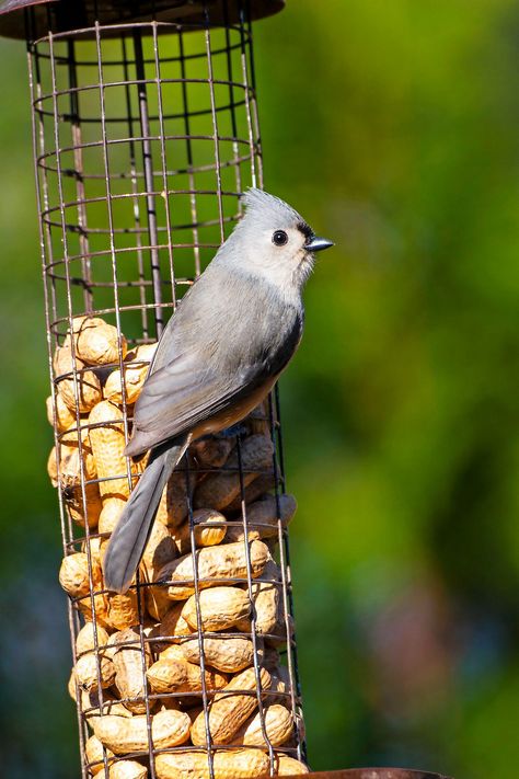 Blue Jay Bird Feeder, Peanut Bird Feeder, Peanut Snack, Titmouse Bird, Squirrel Baffle, Chickadee Art, Black Oil Sunflower Seeds, What Is A Bird, Soft Foods