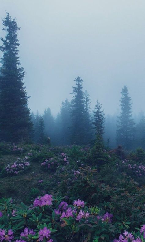 Paradis Sombre, Benji Krol, Dark Naturalism, Dark Forest Aesthetic, Dark Green Aesthetic, Pretty Landscapes, Harry Potter Series, Pine Trees, Dark Forest