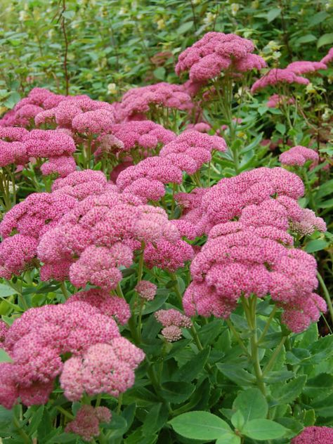 Creepy Plants, Sedum Autumn Joy, Cottage Garden Borders, Garden Roof, Blooming Succulents, Pink And Red Flowers, Border Plants, Side Garden, Ground Cover Plants