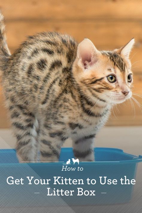 Training A Kitten, Box Train, Best Cat Litter, Getting A Kitten, Cat Hacks, Kitten Care, Cat Photos, Cat Parenting, Pet Odors