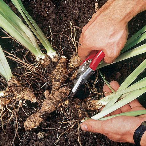 Dividing Plants, Stachys Byzantina, Planting Plants, Growing Onions, Making Plant Pots, Chicago Botanic Garden, Gardening Zones, Growing Strong, Backyard Gardening