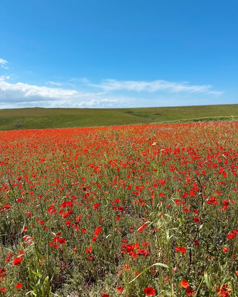 The poppies of West Pentire 🌺 A delicious sight every year (best time to visit is end of May/mid June) and we absolutely lucked out with the sunshine. After doing a little circular walk, we headed to @bowgieinn (PR visit) for some lunch (and obviously espresso martinis for @bebes__corner What a gorgeous place, super dog friendly and delicious food - and the views of Crantock beach certainly make the experience even more holiday-esque. So my poppy itinerary will now always include a stop a... Crantock Beach, Espresso Martini, Dog Friends, Poppies