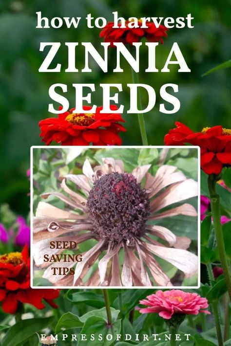 How to Harvest Zinnia Seeds | Empress of Dirt How To Store Seeds, Propagation Tips, Plant Germination, Save Seeds, Zinnia Seeds, Zinnia Garden, Bushes And Shrubs, Cut Flower Farm, Indoor Herb