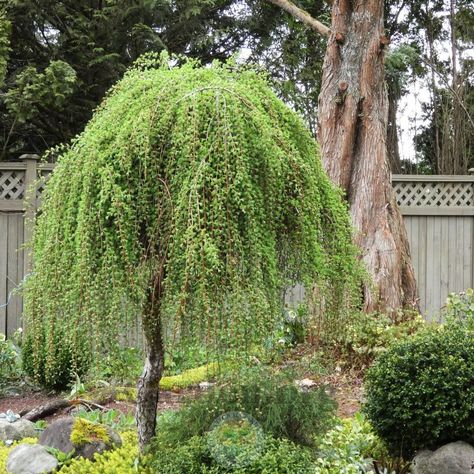 Weeping Larch Tree, Weeping Trees Landscaping, Weeping Plants, Pendula Tree, Weeping Birch Tree, Weeping Larch, Weeping Evergreen Trees, Small Weeping Trees, Larix Decidua