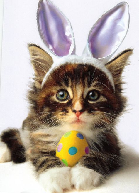 Easter Cats, Photos With Dog, Dogs And Kids, Bunny Ears, Cute Kittens, Crazy Cat Lady, Crazy Cats, Cat Love, Easter Egg