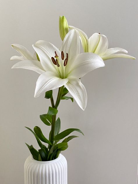 Arabian Jasmine Flower, Lilies Aesthetic, White Lilium, Floral Phone Wallpaper, Lilium Flower, Jasminum Sambac, Pink Lily Flower, Water Lily Flower, White Lily Flower