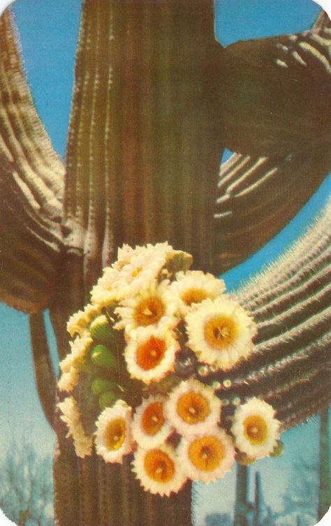 zonaa Nature Aesthetic Vintage, Cactus Aesthetic, Giant Cactus, Garden Cactus, Desert Aesthetic, Cactus Planta, Desert Vibes, Western Aesthetic, Cactus Flower