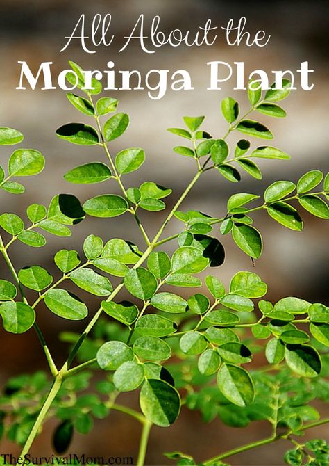 All About The Moringa Plant - GIVEAWAY! Tree Propagation, Moringa Plant, Drought Resistant Trees, Gardening Knowledge, Cash Crops, Moringa Benefits, Moringa Seeds, Moringa Tree, Tattoo Plant