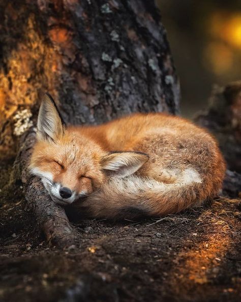 Foxes curl up so beautifully neatly. Totally adorable. - 9GAG Real Life Fairies, Söt Katt, Wild Forest, Forest Creatures, 웃긴 사진, Cute Fox, Red Fox, Forest Animals, Animal Photo