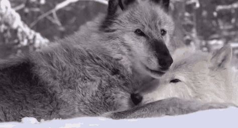 <p>🐺🍁🌜🪐💫</p> Wolf Gif Aesthetic, Silly Wolves, Snow Wolves, Wolf Banner, Twd Shifting, Cuddling Gif, Wolf Gif, Sleeping Gif, Funny Wolf