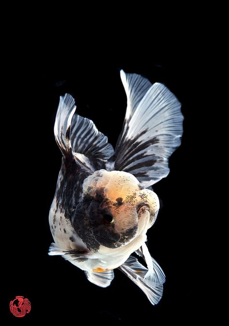 Thai Oranda Goldfish, Goldfish Wallpaper, Black Goldfish, Goldfish Tattoo, Oranda Goldfish, Fantail Goldfish, Fancy Goldfish, Japanese Fish, Aquascape Aquarium