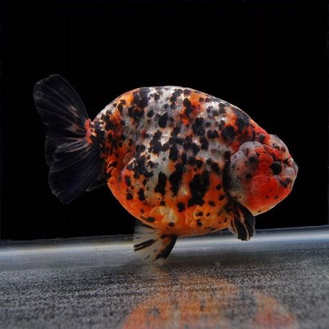 Ranchu Gold Fish 236