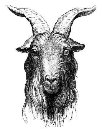 Engraved Illustration, Black Phillip, Goat Skull, Goat Art, Engraving Illustration, Traditional Tattoo Art, A Goat, Free Art Prints, The Witcher