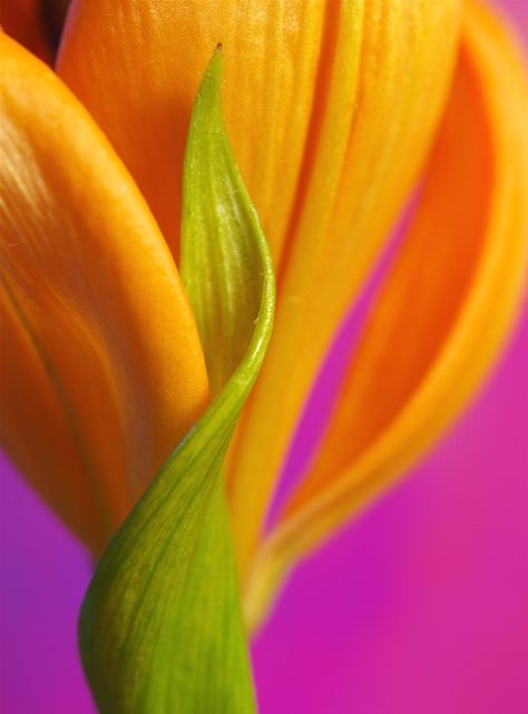 Fleur Orange, Flower Close Up, Macro Flower, Rose Orange, Floral Photo, Orange Flower, Flower Art Painting, Natural Forms, Exotic Flowers