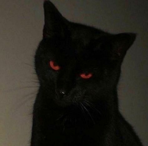 cat with confusing auras. on Twitter: "angel or demon https://t.co/EFiv3iSabi" / Twitter Black Cat, Bed, Wall, Red, Black