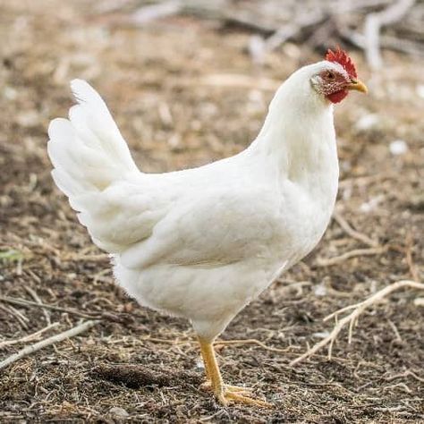 Black Australorp, Leghorn Chickens, Laying Chickens Breeds, Best Egg Laying Chickens, Laying Chickens, Egg Laying Chickens, Types Of Chickens, Backyard Farm, Urban Chickens