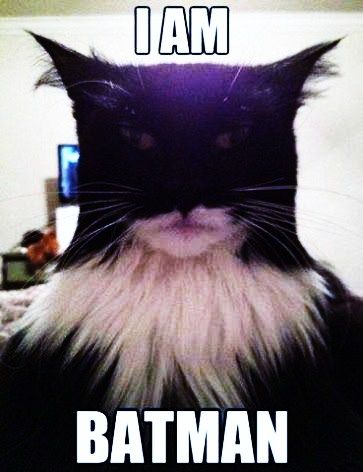 LOL Meme Chat, Animal Humour, I Am Batman, Funny Animal Jokes, Funny Cat Memes, Funny Cat Pictures, Funny Animal Memes, Funny Cute Cats, Animal Jokes