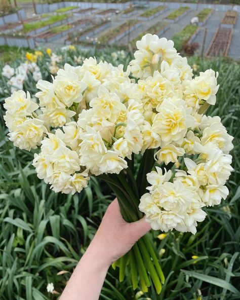 Narcissus Erlicheer, Narcissus Flower Bouquet, Narcissus Bouquet, Flower Varieties, Narcissus Flower, Bee Farm, Deer Valley, Cut Flower Garden, Busy Bee