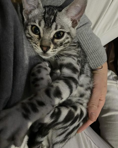 Another happy placement. This beautiful silver Bengal loves her new family and they her. This is my why. Exotic Bengals of San Diego. www.ExoticBengalSD.com (858)243-4916. #exoticbengalsofsandiego #silverbengalkitten #silverbengalsofinstagram #silvercat #bengalcat #cats Gray Bengal Cat, Bengal Cats, Black Bengal Cat, Grey Bengal Cat, Bangle Cat, White Bengal Cat, Bengal Cats Aesthetic, Bengal Cat Aesthetic, Snow Bengal Kitten