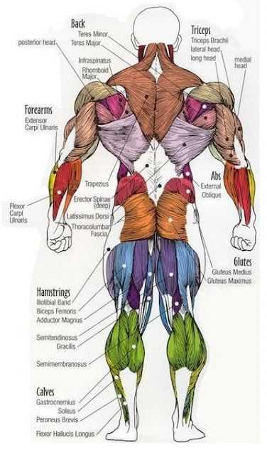 Gay Illustration, 남성 근육, Trening Sztuk Walki, Human Body Anatomy, Human Anatomy Drawing, Muscle Anatomy, Seni Dan Kraf, Trening Fitness, Human Anatomy And Physiology