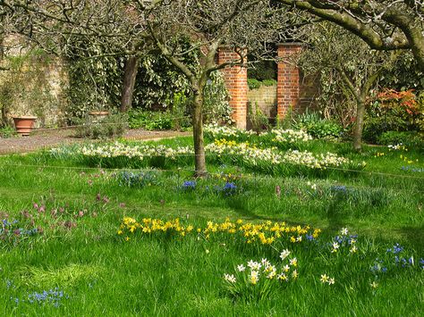 Spring Meadow in the Orchard Garden at Fenton House, Hampstead by Laura Nolte, via Flickr Orchard Garden, Meadow Garden, Fairy Garden Designs, Spring Meadow, Best Plants, Garden Nursery, Wall Garden, Miniature Fairy Gardens, English Garden