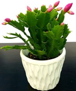 Pianta Natalina: coltivazione, fiori e malattie - Idee Green Xmas Cactus, Alcohol Ink Glass, Nature Plants, Flower Power, Cactus, Fruit, Plants, Flowers, Green