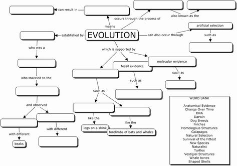 Evidence Of Evolution Worksheet Inspirational What is Natural Selection Teachervision – Chessmuseum Template Library Evolution Concept Map, Evolution Activities, Biology Worksheet, Biology Classroom, Map Worksheets, High School Biology, Theory Of Evolution, Biology Lessons, Teaching Biology