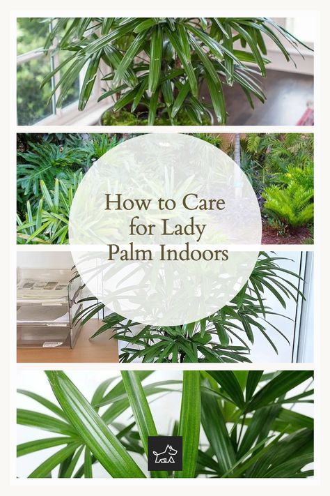 "Lady Palm Care Indoors: A Complete Guide": Discover the best practices for nurturing a Lady Palm inside your home. Learn about its preferred light conditions, ideal soil mix, proper watering techniques, and how to maintain the perfect humidity level. This pin is your comprehensive guide to keeping your Lady Palm thriving in an indoor environment. Lady Palm Indoor, Lady Palm, Palm Plants, Indoor Palms, Dog Home Decor, Creative Interior, Creative Interior Design, Palm Plant, Decorating Themes