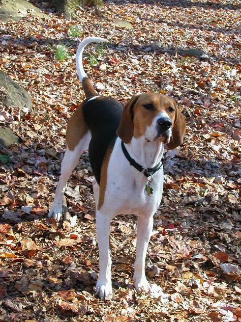 Black Beagle, Walker Hound, Foxhound Dog, Hound Dog Breeds, English Coonhound, Walker Coonhound, American Foxhound, Treeing Walker Coonhound, Unique Dog Breeds