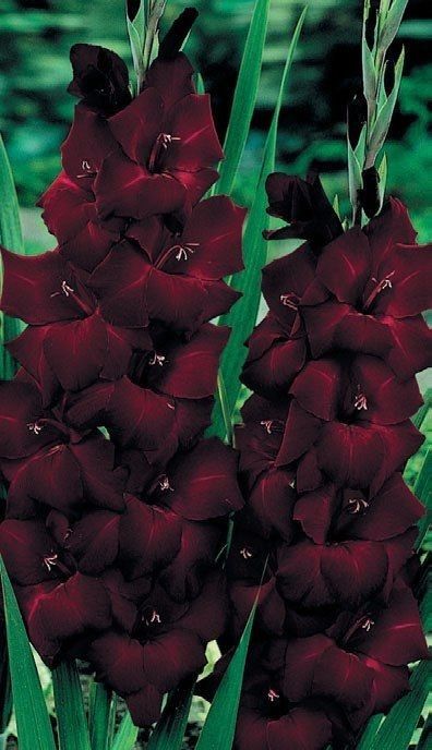 Goth Garden Flowers, Gothic Garden Ideas, Gothic Plants, Goth Plants, Witchy Garden, Brown Hairstyles, Tattoo Plant, Gothic Flowers, Goth Garden