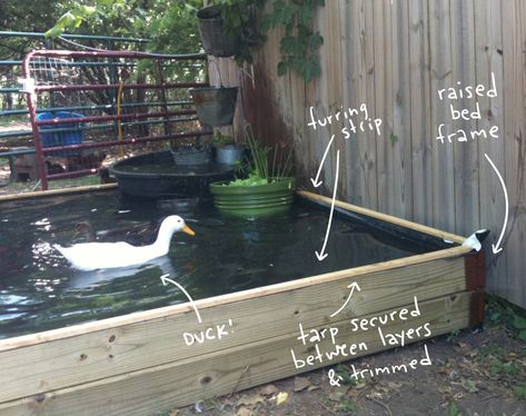 How to Build a No-Dig Backyard Pond for Under $70 - Hawk Hill Pond For Ducks, Diy Backyard Pond, Duck Waterer, Fountain Diy, Duck Pens, Backyard Ducks, Duck Coop, Raising Ducks, Backyard Pond