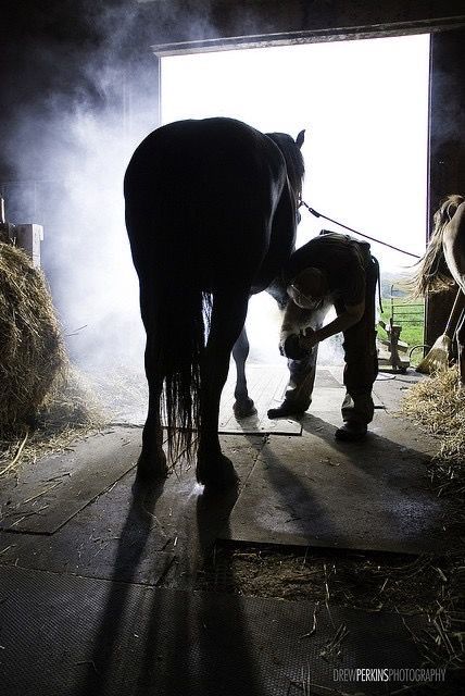 Horse Spirit Animal, Mustang Wallpaper, Country Photography, All About Horses, Cowboy Art, Bestest Friend, Insurance Coverage, Horse Stables, Cute Horses