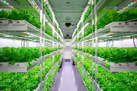 Indoor Farming, Modern Agriculture, Hydroponic Farming, Farming Techniques, Hydroponic Growing, Sustainable Technology, Vertical Farming, Grow System, Plant Diseases