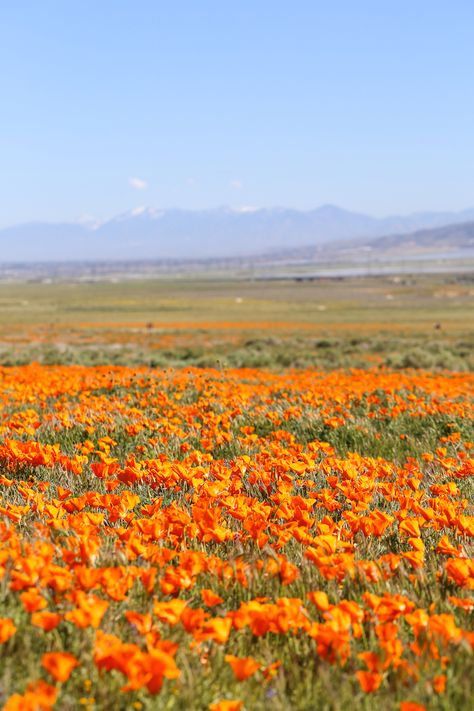 California Poppy Wallpaper, Inside Out Wallpaper, Glowing Rocks, Hilarious Images, Antelope Valley, Spring Instagram, Poppy Fields, California Poppies, Flowers Gardening