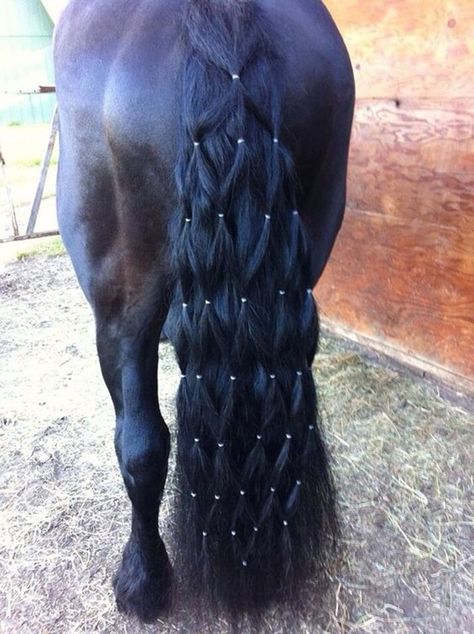 History Of Mane and Tail Braiding Horse Mane Braids, Horse Hair Braiding, Horse Braiding, Tail Braids, Braids Ideas, Horse Mane, Horse Costumes, Horse Tail, Horse Tips