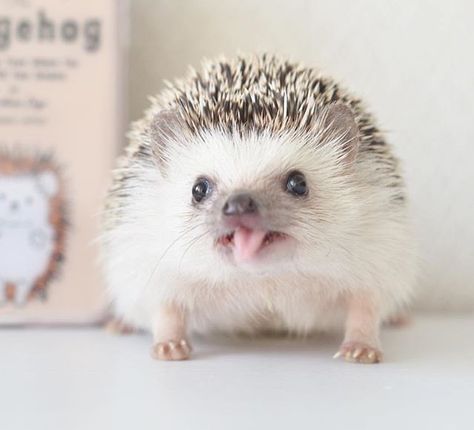 Princess Pets, Pygmy Hedgehog, Happy Hedgehog, Dream Pet, Hedgehog Pet, Baby Hedgehog, Baby Animals Pictures, Cute Hedgehog