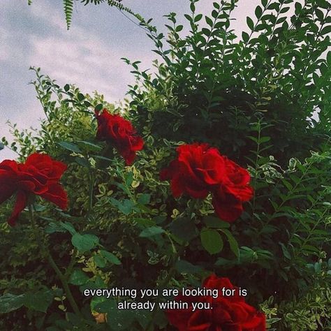 everything you are looking for is already within you. Red Roses Aesthetic, Rose Quotes, Aesthetic Captions, Aesthetic Roses, Love Quotes Photos, Wild Hunt, Aesthetic Words, A Quote, Shadowhunters